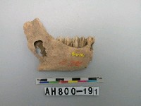 藏品(獸下顎骨)的圖片